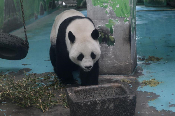 鄭州動物園熊貓“龍昇”將被收回3