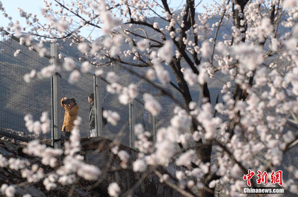 和諧號列車穿越居庸關(guān)花海 被贊開往春天的列車9