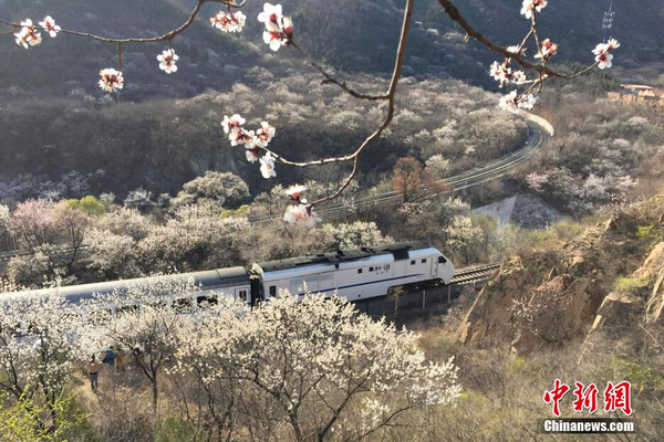 和諧號列車穿越居庸關(guān)花海 被贊開往春天的列車3