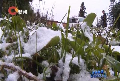 重慶氣溫再創(chuàng)入秋以來新低 仙女山景區(qū)迎來首場(chǎng)降雪