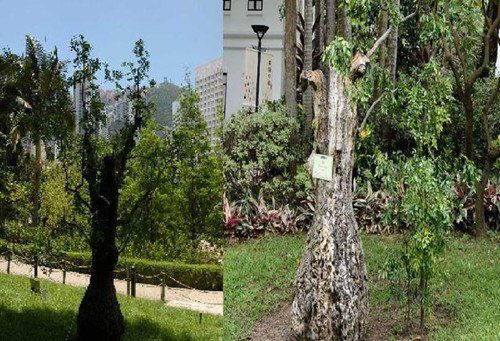 香港公園一棵樹齡達(dá)400年的棗樹枯萎被斬。