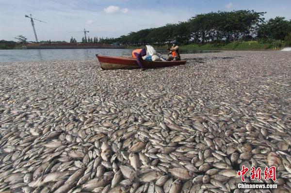 印尼一湖內(nèi)現(xiàn)數(shù)千死魚(yú) 或?yàn)樗疁刈兓?