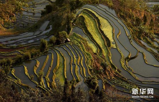 這是云南省紅河州元陽縣的哈尼梯田美景（1月11日攝）。