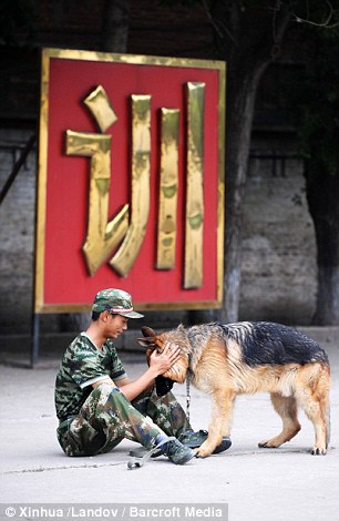 警犬排隊等吃飯網絡走紅(圖) 盤點中國警犬的犬種