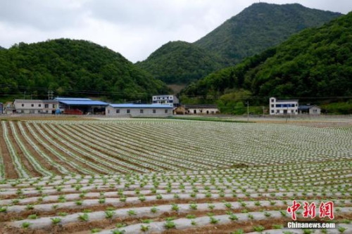 資料圖。劉洪進 攝