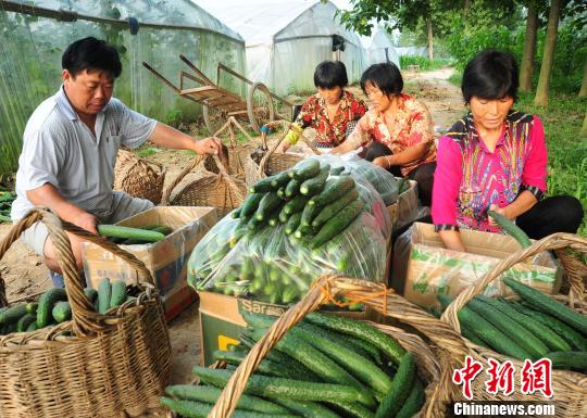 付天軍和聘用的殘友們一起將剛采摘的新鮮黃瓜包裝好?！『闈?攝