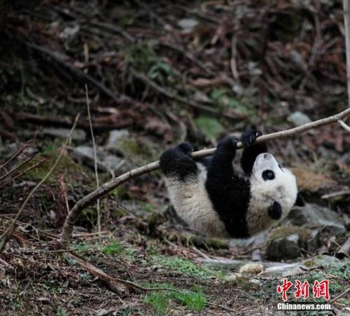 中國大熊貓野化訓(xùn)練。 鐘欣 攝