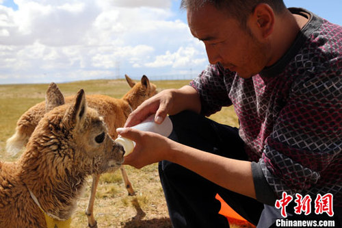 資料圖：小藏羚羊。<a target='_blank' href='http://www.chinanews.com/'>中新社</a>發(fā) 趙凜松 攝