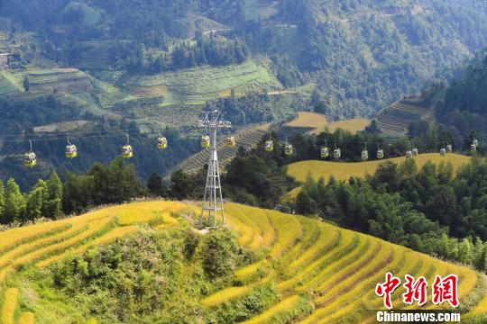 “十一”黃金周期間，層層疊疊的龍脊梯田猶如“大地鋪金”，美不勝收?！∨酥鞠?攝