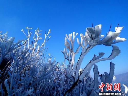 新一輪降溫致廣東金子山再現(xiàn)冰雪美景?！∵B清 攝