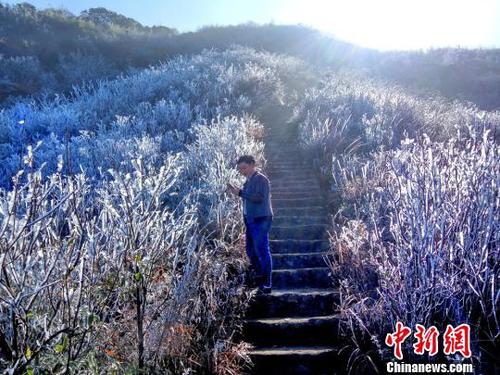 新一輪降溫致廣東金子山再現(xiàn)冰雪美景?！∵B清 攝