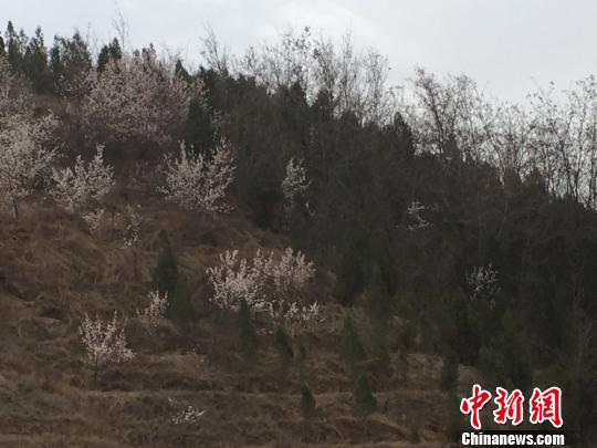 甘肅“省門第一道”護林員傾心生態(tài)“脫貧”（圖）