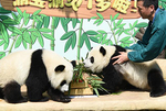 重慶動(dòng)物園為雙胞胎大熊貓舉辦1歲生日會(huì)