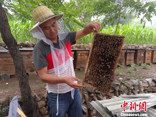 探訪太行山三代養(yǎng)蜂人：提供良心蜜是最大心愿