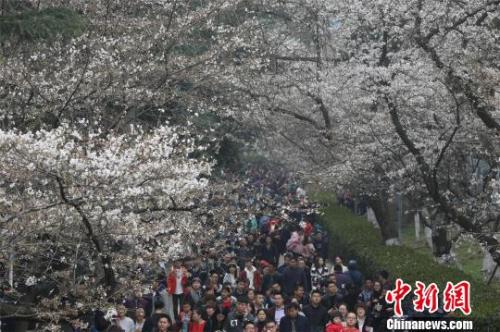 資料圖：櫻花節(jié)期間，武漢大學(xué)校園內(nèi)游人如織，張暢 攝