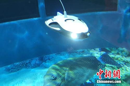 水中機(jī)器人。<a target='_blank' href='http://www.chinanews.com/' >中新網(wǎng)</a> 吳濤 攝