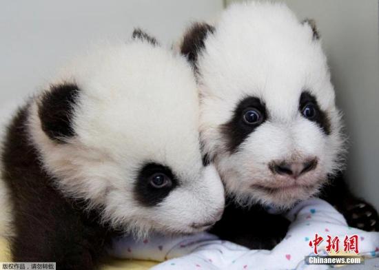 12月12日，美國亞特蘭大動物園為一對雌性大熊貓雙胞胎寶寶舉行百天命名儀式，給姐妹倆分別起名“雅倫”和“喜倫”。這對名字是2.3萬名熊貓“粉絲”從七對候選名字中投票選出的，其中有約一半人選擇了這對具有中國特色又表達(dá)美好寓意的名字。圖為“雅倫”和“喜倫”。