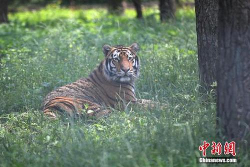 資料圖：威猛的東北虎躲在樹蔭下“慵懶”地休息。 張瑤 攝