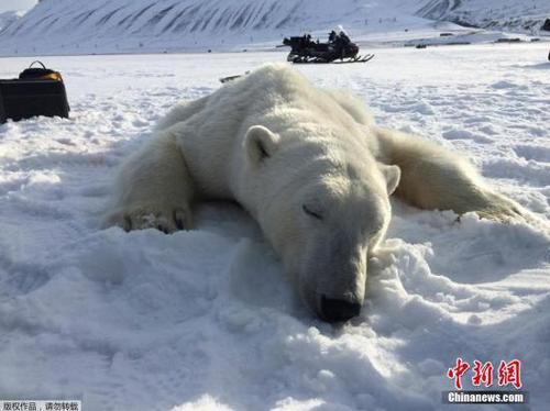 資料圖：北極熊