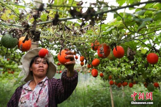 10月10日，丹寨縣排調(diào)鎮(zhèn)明超產(chǎn)業(yè)扶貧專業(yè)合作社民眾在采摘吊瓜。近日，貴州省丹寨縣排調(diào)鎮(zhèn)吊瓜進(jìn)入采摘時(shí)節(jié)，瓜農(nóng)在田間采摘，喜迎豐收。丹寨縣排調(diào)鎮(zhèn)吊瓜種植項(xiàng)目，總投資238.5萬元，其中申請(qǐng)財(cái)政扶貧資金166.5萬元，自籌72萬元，采取“村社聯(lián)建”運(yùn)營模式，在該鄉(xiāng)鎮(zhèn)9個(gè)村實(shí)施吊瓜種植600畝，2017年產(chǎn)值約120萬元，項(xiàng)目產(chǎn)生效益后利潤部分采取4411分紅模式，即40%貧困戶、40%合作社經(jīng)營管理人員、10%村集體、10%合作社作為下一步壯大發(fā)展資金，種植項(xiàng)目帶動(dòng)84戶貧困戶脫貧增收。賀俊怡 攝