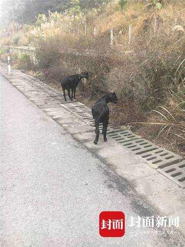 老漢在高速公路邊放羊 因隔離欄內(nèi)綠化帶植被茂盛