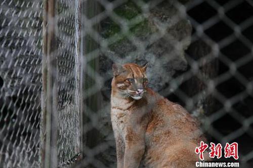 網(wǎng)友稱最后一只動(dòng)物園里的華南金貓去世