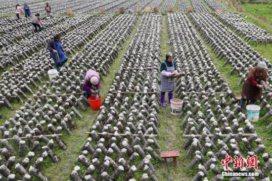 3月12日，農(nóng)戶在田間采摘木耳。近年來，貴州省印江土家族苗族自治縣以“政府引導(dǎo)、企業(yè)主體、農(nóng)戶參與”的模式，結(jié)合市場需求，發(fā)展食用菌產(chǎn)業(yè)。目前，該縣累計建成食用菌基地15個，建成育菌棚、生產(chǎn)大棚3200余個(占地76.8萬平方米)，2017年，種植食用菌8800萬棒，實現(xiàn)產(chǎn)量約6.6萬噸，產(chǎn)值5.28億元；帶動6000余戶群眾22000余人(其中貧困戶3000余戶，10000余人)發(fā)展食用菌種植，實現(xiàn)當(dāng)年帶動的貧困人口人均增收3500元以上，確保當(dāng)年參與貧困戶精準(zhǔn)脫貧。食用菌主要銷往重慶、浙江、上海、廣東、福建等地，干菇通過電商和代理商銷往全國各地。<a target='_blank' href='http://www.chinanews.com/'>中新社</a>記者 賀俊怡 攝