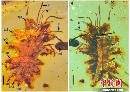 中國科學(xué)家在緬甸琥珀中發(fā)現(xiàn)一億年前昆蟲擬態(tài)行為