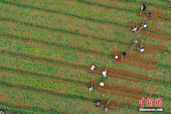 資料圖：農(nóng)民在種植基地勞作。 <a target='_blank' href='http://www.chinanews.com/'>中新社</a>記者 賀俊怡 攝