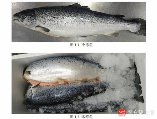 冷凍、冰鮮三文魚（來源：《生食三文魚》編制說明）.jpg