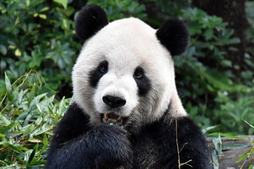 團團：你在看我嗎？臺灣《聯(lián)合報》/臺北市立動物園供圖