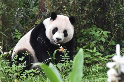 圓仔就是愛熱鬧！臺灣《聯(lián)合報》/臺北市立動物園供圖