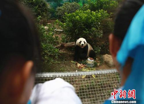 大熊貓明浜憨態(tài)可掬。　朱柳融 攝