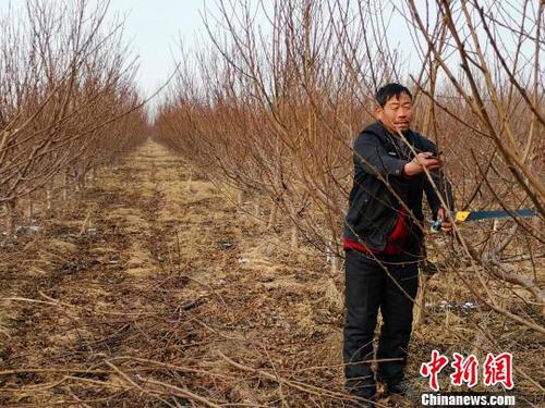 隨著子女長大、父母衰老，家中經(jīng)濟(jì)壓力逐年增大，劉奉智父親在務(wù)工、種莊稼之余，又種了一些桃樹，贍養(yǎng)父母、供養(yǎng)子女讀書。　郝學(xué)娟 攝