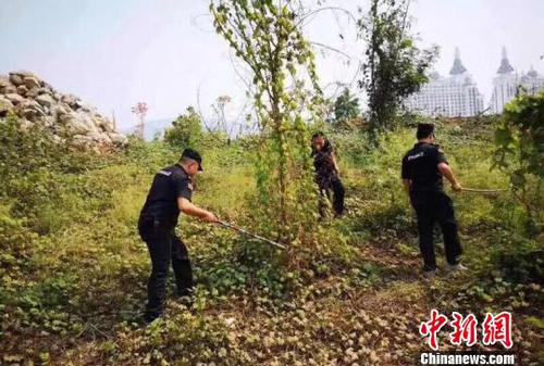 圖為森警在岸邊搜捕放生蛇。西雙版納州自然資源公安局提供