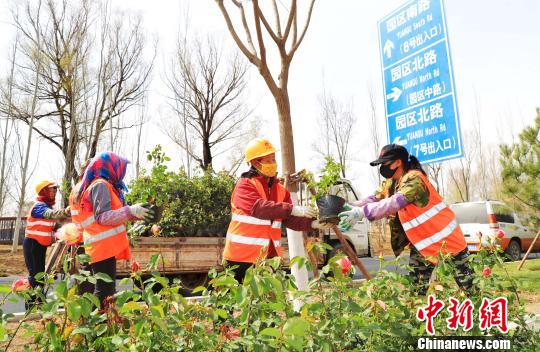 北京世園會(huì)將于4月底在延慶揭幕。圖為由延慶園藝產(chǎn)業(yè)園供應(yīng)的月季花苗被栽植到園區(qū)南路綠化帶兩側(cè)。延慶區(qū)供圖