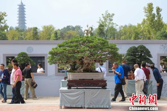 圖為2019年國(guó)際盆景賞石大會(huì)暨中國(guó)？遵義第四屆交旅投杯盆景展現(xiàn)場(chǎng)?！■暮陚?攝