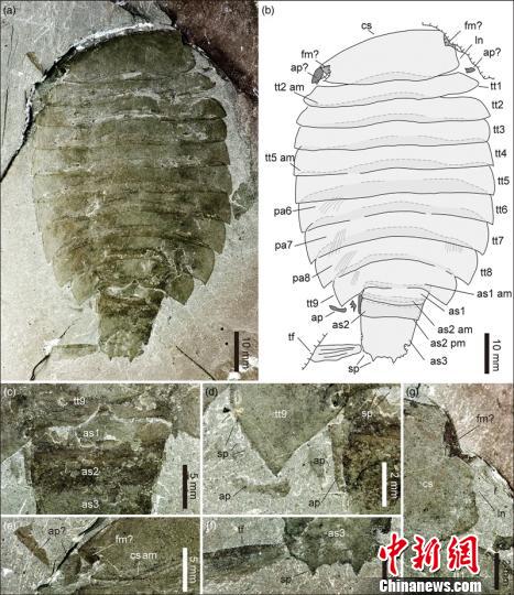 中國科研人員在華北發(fā)現(xiàn)寒武紀(jì)珍稀節(jié)肢動物西德尼蟲