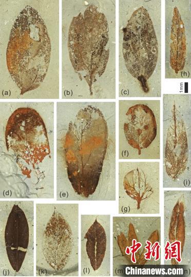 圖為部分微型葉片化石?！『h(yuǎn)航 攝
