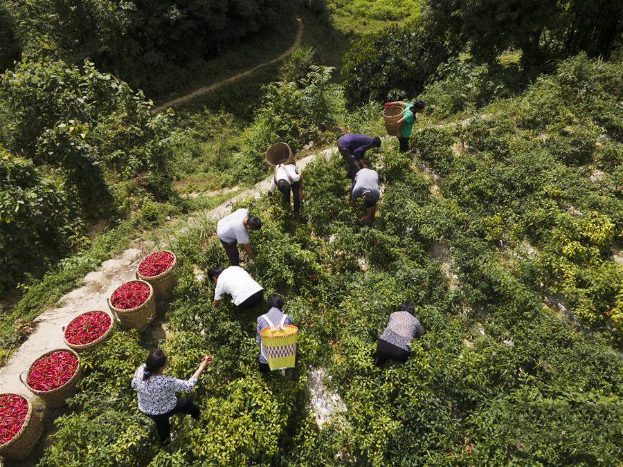 貴州遵義：辣椒豐收助農(nóng)增收