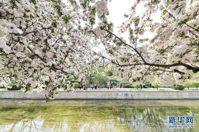 4月8日，游人在北京元大都遺址公園海棠花溪景區(qū)賞花。