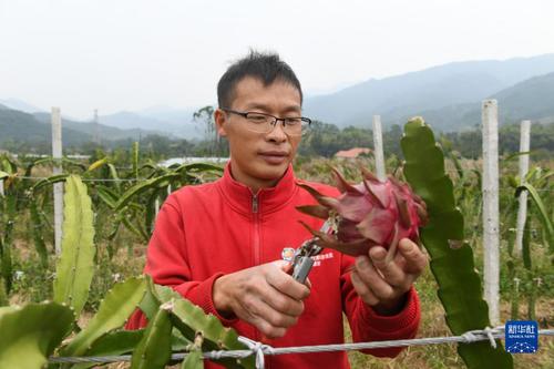 在廣西靈川縣靈田鎮(zhèn)正義村，陽(yáng)紅星采摘已經(jīng)成熟的火龍果（10月27日攝）。