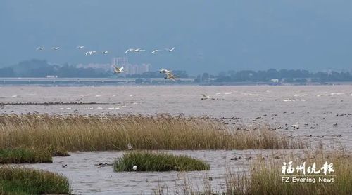 閩江河口濕地棲息著大量鳥類。記者 林雙偉 攝